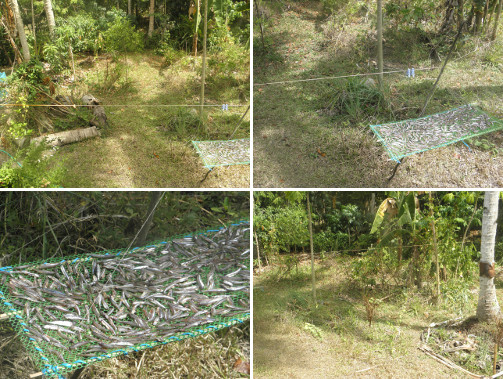 Images of anchovies drying in the sun in a parched
            garden