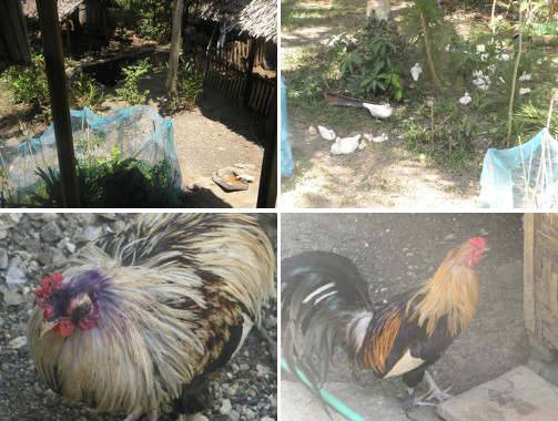 Images of Ducks and Roosters