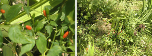 Images of small chillies growing