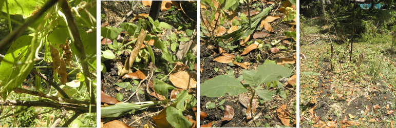 Images of vegetable patch dying from draught