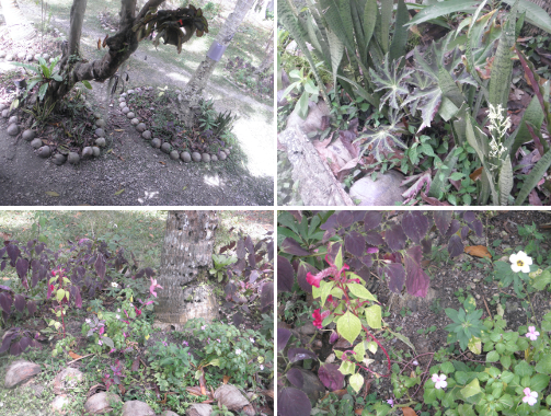 Images of decorative garden patches near the house