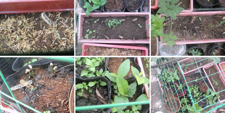 Images of young herbs and other
            seedlings in nursery area