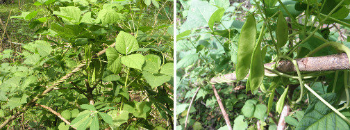 Images of beans growing in tropical garden
