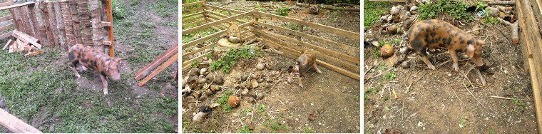 Images of piglet exploring new pig pens