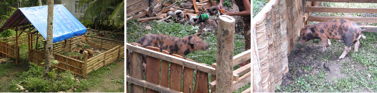 Images of piglet in new garden pen