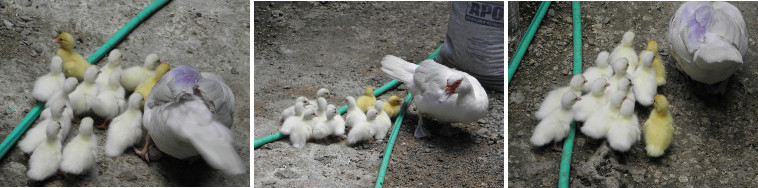 Images of newly born ducklings