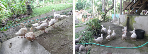 Images of Muscovy Ducks in tropical garden