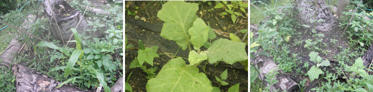 Images of eggplant growing in garden patch around tree
        stump