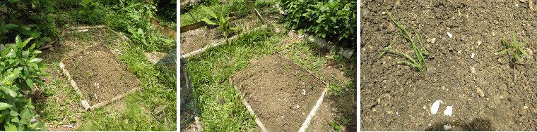 Images of newly started herb garden