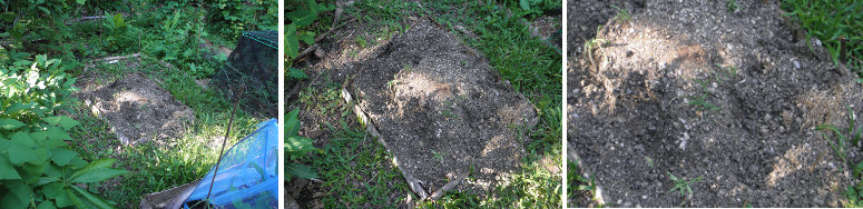 Images of "Herb Garden" dug up by unknown
        animal(s)