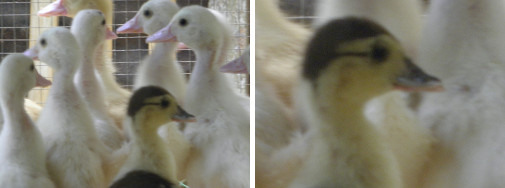 Image of new duckling in pen