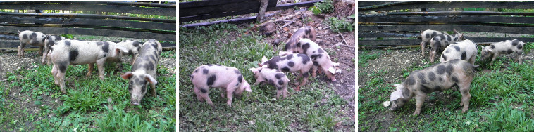 Images of 6 week old piglets in grass pen