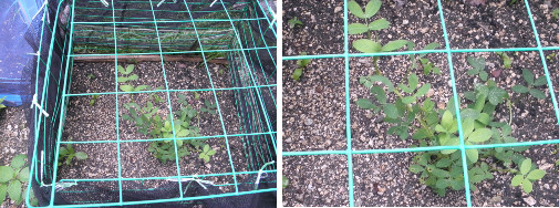 Images opf protected garden plot with
        little germination