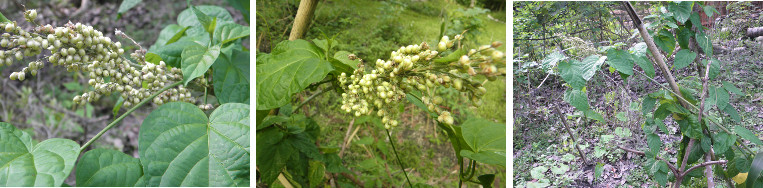 Images of Sorghum seeding in tropical garden