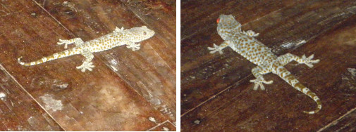 Images of Gekko fallen from ceiling