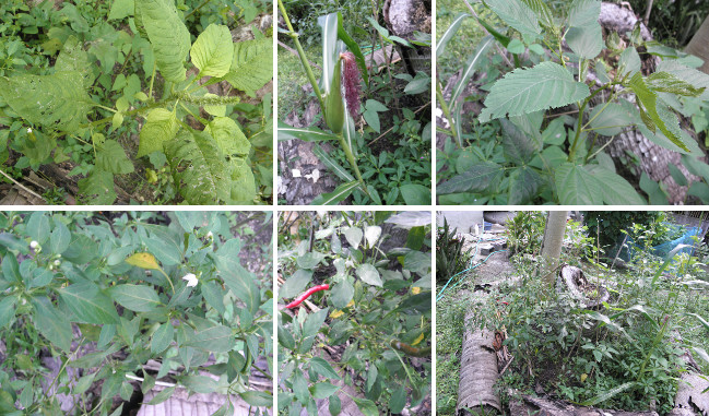 Images of various edible plants growing in tropical
        garden patch