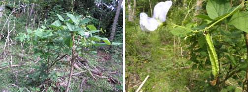 Images of winged beans growing in tropical garden