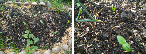 IMages of small plants growing on newly renovated
            garden patch