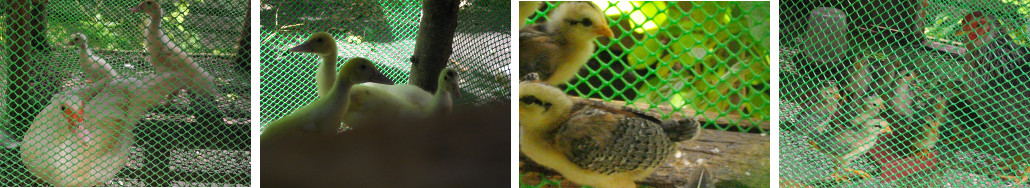 jmages of chicks and ducklings in
        coop