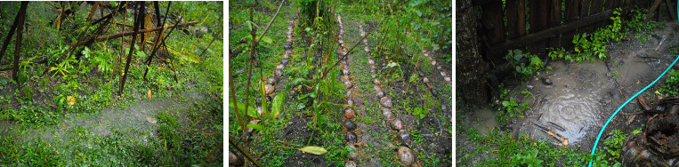 Images of tropical December rain