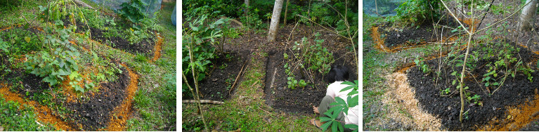 Images of drainage channels filled with organic material
        to collect water in tropical garden