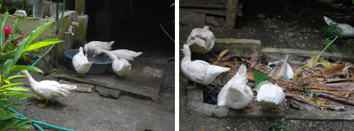 Images of Muscovy Ducks in a tropical
        garden