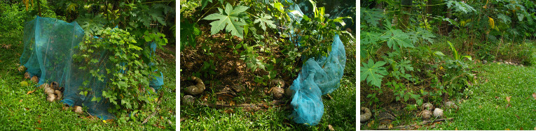 Images of netting being removed around
        tropical garden patches