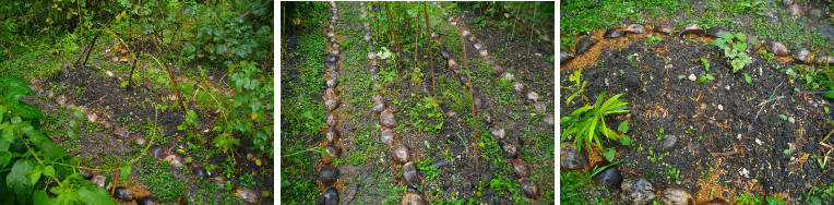 Images of garden patches newly seeded after rain