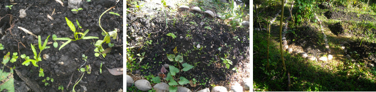 Images of sprouting plants in recently seeded tropical
        garden vegetable patch