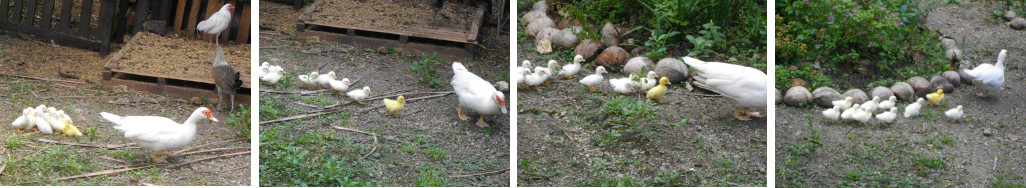 Images of Ducklings born 25 December
        2015