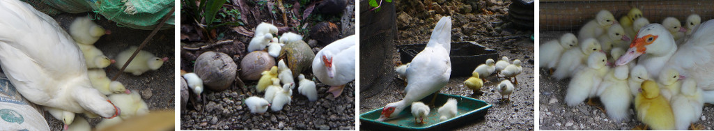 Images of Muscovy ducks with ducklings