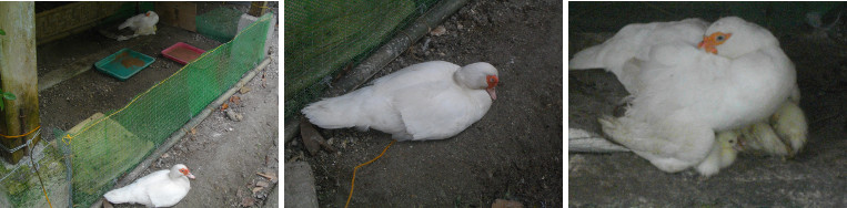 Images of two Muscovy ducks with chicks