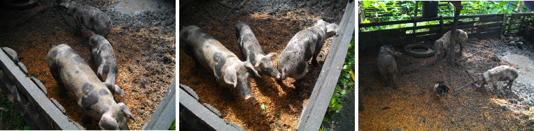 Images of piglets in pen