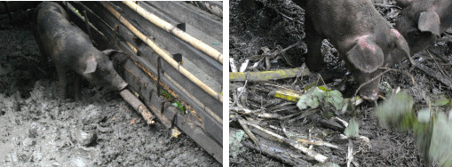 Images of Piglets chewing on fence
        reinforcement and extra forage