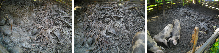 Images of piglets in pen with organic
        material to suck up mud