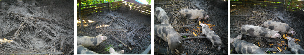 Before and After Images of Organic
        material added to Pig Pen to redce mud