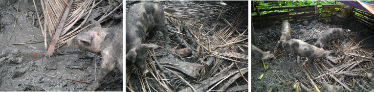 Images of newly placed coconut
        branches in pig pen to suppress mud