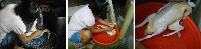 Images of dead Duck being plucked and
        washed