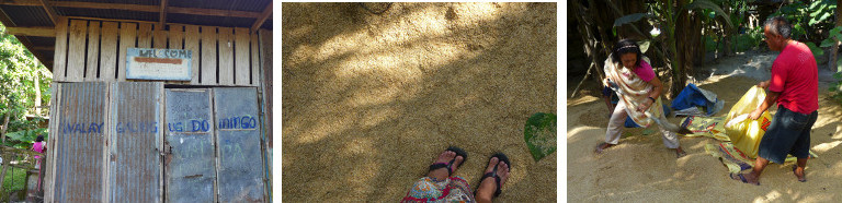 Images of Rice Hulls being collected from Rice Mill