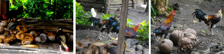 Images of Roosters running free