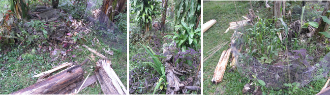Images of removal of fallen banana tree and repaired
          crushed fence