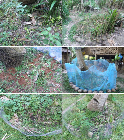 Images of various old compost patches resown with
            mix of compost seeds