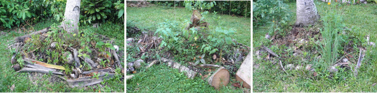 Images of newly seeded compost
            patches under coconut trees