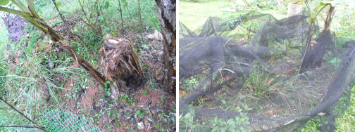 Images of newly re-seeded
              compost patch under banana tree