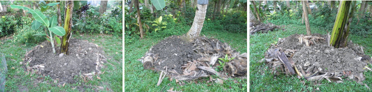images of soil dumped under trees to make new growing
          areas