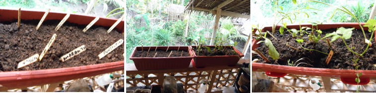 Images of newly planted and previously planted boxes
            with herbs