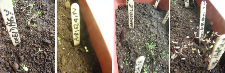 Images of young herb seedlings growing in pot