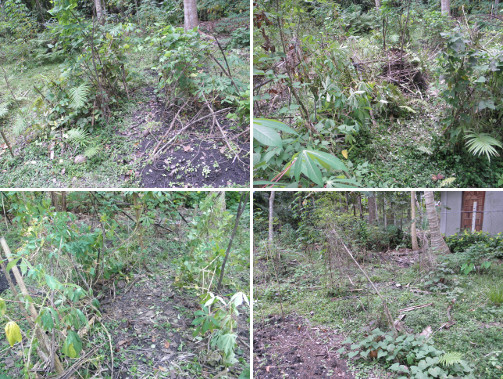 Images of bean patch jungle in
          garden