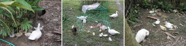 Images of young Muscovy ducklings