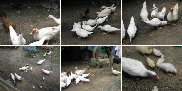 Images of Muscovy ducks of various ages
